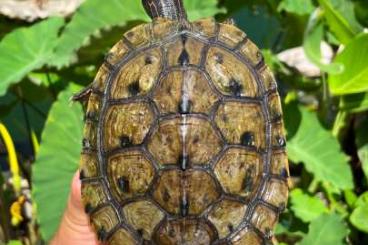 Schildkröten  kaufen und verkaufen Foto: Graptemys pseudogeographica pseudogeographica 
