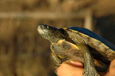 Schildkröten  kaufen und verkaufen Foto: Graptemys pseudogeographica pseudogeographica 