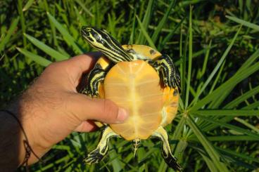 Schildkröten  kaufen und verkaufen Foto: 0.1 Pseudemys peninsularis 