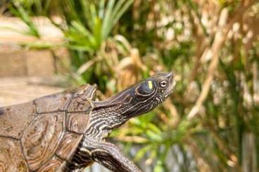 Turtles and Tortoises kaufen und verkaufen Photo: 1.1 Graptemys ouachitensis 