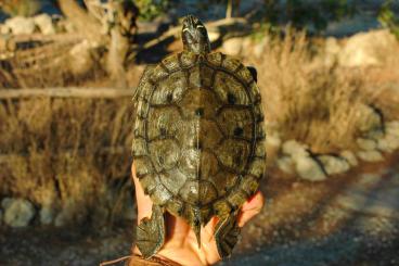 Turtles and Tortoises kaufen und verkaufen Photo: 0.1 Graptemys pseudogeographica pseudogeographica 