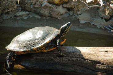 Schildkröten  kaufen und verkaufen Foto: 0.2 Pseudemys concinna adult and reproductive 