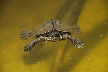 Schildkröten  kaufen und verkaufen Foto: 0.1 Graptemys khonii reproductive