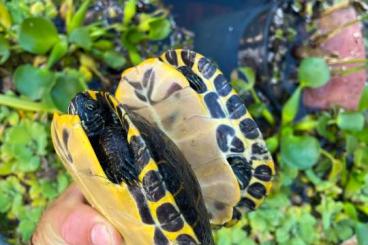 Schildkröten  kaufen und verkaufen Foto: 1.1 sub adult Pseudemys concinna