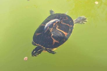 Schildkröten  kaufen und verkaufen Foto: 0.1 Pseudemys nelsoni adult and reproductive 