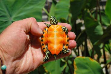 Turtles and Tortoises kaufen und verkaufen Photo: Availables Graptemys and Pseudemys for Hamm and all Italian fairs