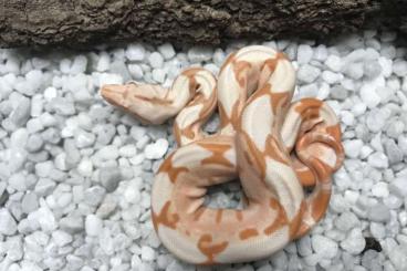 Boas kaufen und verkaufen Foto: Het. Sundragon Leopard / Moonglow / Ghost / Sunglow Sumoton