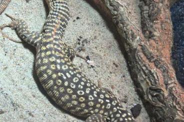 Monitor lizards kaufen und verkaufen Photo: Stachelschwanzwaran Monitor lizards kaufen und verkaufen Photo: Stachelschwanzwaran