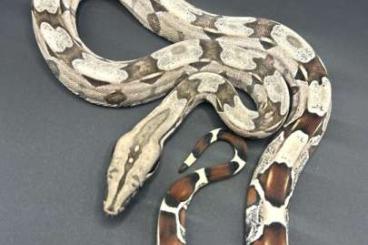 Boas kaufen und verkaufen Foto: Boa Constrictor Constrictor Guyana Wurf Turrini Linie