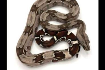 Boas kaufen und verkaufen Foto: Boa Constrictor Constrictor Guyana Nachzuchten 