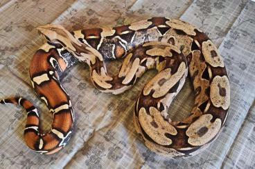 Boas kaufen und verkaufen Photo: 0.1 Boa Constrictor Constrictor Guyana (2015) Turrini Linie 