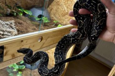 Boas kaufen und verkaufen Foto: Argentine Boa (Boa c. occidentalis)