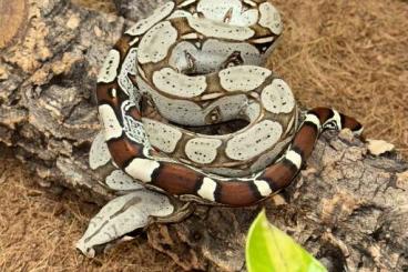 Boas kaufen und verkaufen Foto: Ecuador True-Red Tailed Boas (Melanogaster)