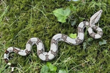 Boas kaufen und verkaufen Foto: Brazilian True Redtail Boa