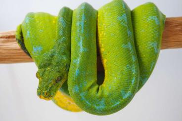 Pythons kaufen und verkaufen Photo: 1.0 Kofiau Morelia viridis/azurea pulcher