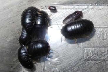 Insekten kaufen und verkaufen Foto: perisphaerus pygmeae, kleine Rollschabe 