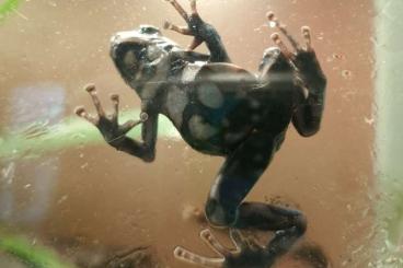 Poison dart frogs kaufen und verkaufen Photo: Verschiedene Nachzuchten 
