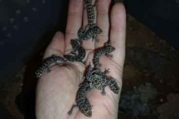 Geckos kaufen und verkaufen Photo: hemidactyllus imbricatus 1.1., Viperngecko 