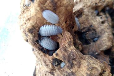 Insekten kaufen und verkaufen Foto: Asseln abzugeben, armadillidium, pruinosus 