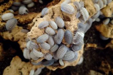 Insekten kaufen und verkaufen Foto: Asseln abzugeben, armadillidium, pruinosus 