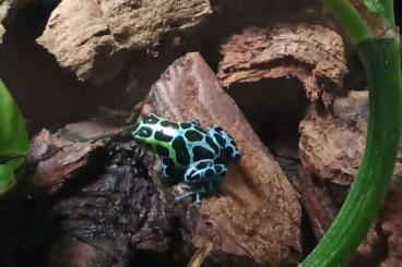 Poison dart frogs kaufen und verkaufen Photo: Suche 1.0. ranitomeya variabilis 