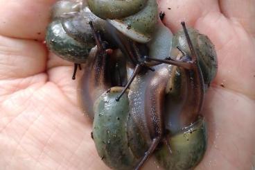 Mollusca kaufen und verkaufen Photo: Pleurodonte Isabella blau