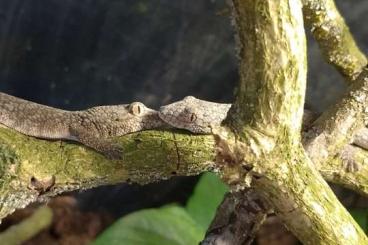 Geckos kaufen und verkaufen Photo: 2.0., eurydactylodes occidentalis, Chamäleon Gecko Geckos kaufen und verkaufen Photo: 2.0., eurydactylodes occidentalis, Chamäleon Gecko
