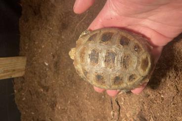 Landschildkröten kaufen und verkaufen Foto: Indotestudo elongata cb24 for houten