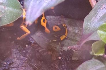 Poison dart frogs kaufen und verkaufen Photo: Looking for Leucomela female 