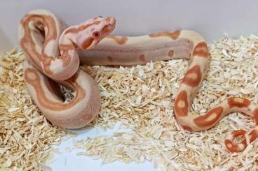 Boas kaufen und verkaufen Foto: Sunglow Jungle purple male