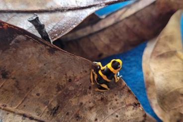 Poison dart frogs kaufen und verkaufen Photo: Biete Ranitomeya Summersi