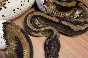 Königspythons kaufen und verkaufen Foto: Python Regius Spotted Piebald 