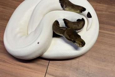 Ball Pythons kaufen und verkaufen Photo: 1,0 Python regius Pewter Piebald