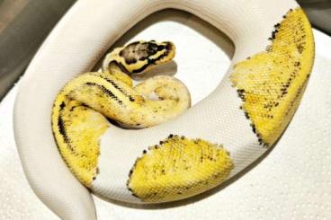 Ball Pythons kaufen und verkaufen Photo: 0.1 Firefly Yellow Belly Sandblast Piebald Nz23 