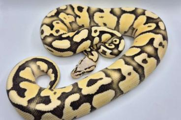 Königspythons kaufen und verkaufen Foto: Group of Ballpythons Desert Ghost Het.Piebald 