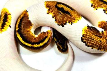 Ball Pythons kaufen und verkaufen Photo: For Sale or Trade vs. Morelia viridis 1.0 Gravel Piebald 800gr+