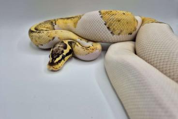 Königspythons kaufen und verkaufen Foto: 0.1 Firefly Yellow Belly Sandblast Piebald 800gr + Königspythons kaufen und verkaufen Foto: 0.1 Firefly Yellow Belly Sandblast Piebald 800gr +