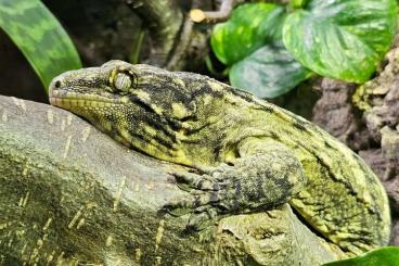 Geckos kaufen und verkaufen Foto: Rhacodactylus leachianus- Leachie Gecko