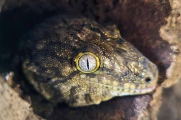 Geckos kaufen und verkaufen Foto: Rhacodactylus leachianus- Mt. Koghis 1.0