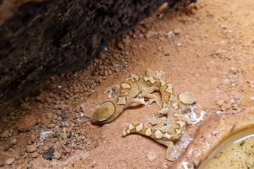 Geckos kaufen und verkaufen Foto: 1,1 Diplodactylus galeatus 