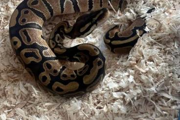 Ball Pythons kaufen und verkaufen Photo: Classic het Ultramel het Piebald