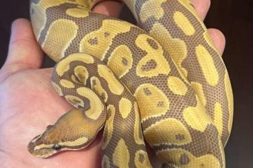 Ball Pythons kaufen und verkaufen Photo: 0.1 Ultramel het Pied Königspython 