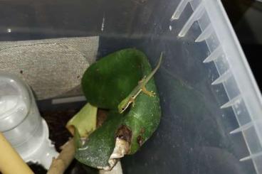 Geckos kaufen und verkaufen Photo: Phelsuma parva West NZ21/20