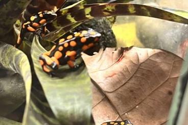 Poison dart frogs kaufen und verkaufen Photo: Diverse Oophaga lehmanni und histrionica