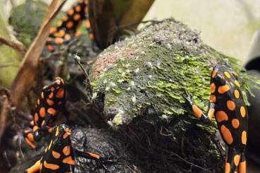 Poison dart frogs kaufen und verkaufen Photo: Diverse Oophaga lehmanni und histrionica