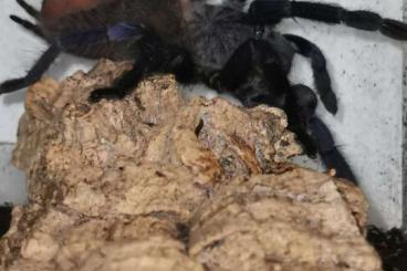 - bird spiders kaufen und verkaufen Photo: Biete für Hamm terraristika