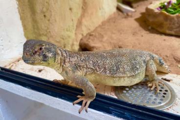 Andere Agamen kaufen und verkaufen Foto: RESERVIERT - 0,0,11 Uromastyx thomasi ENZ 2024