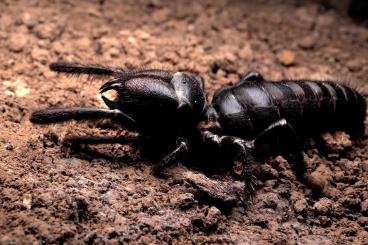 Spinnen und Skorpione kaufen und verkaufen Foto: Schwarze Walzenspinnen- Rhagodes cf. melanus | Nachzuchten