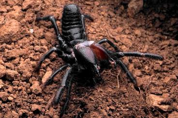 Spinnen und Skorpione kaufen und verkaufen Foto: Black camel spider - Rhagodes cf. melanus 