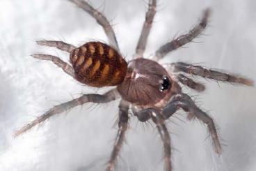 Spinnen und Skorpione kaufen und verkaufen Foto: Macrothele Bulks for Hamm